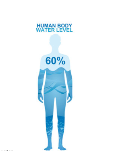 Illustration showing that the human body is about 60 percent water
